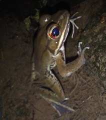Lithobates maculatus