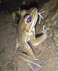Lithobates maculatus