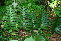 Microsorum scolopendria