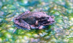 Pseudacris brachyphona