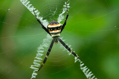 Argiope caledonia