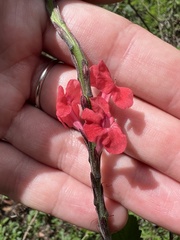 Stachytarpheta mutabilis