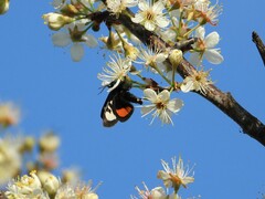 Psychomorpha epimenis
