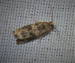 Olethreutes appendiceum