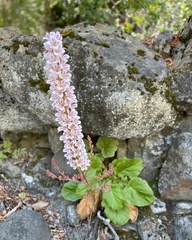 Francoa