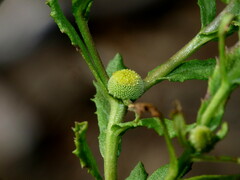 Centipeda cunninghamii