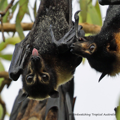 Pteropus conspicillatus