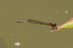 Prodasineura verticalis