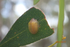 Paropsisterna hectica