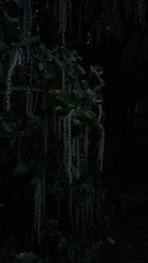 Garrya elliptica