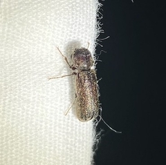 Lichenophanes bicornis