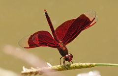 Neurothemis ramburii