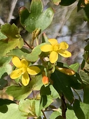 Ribes aureum gracillimum