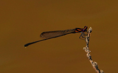 Prodasineura verticalis