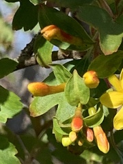 Ribes aureum gracillimum