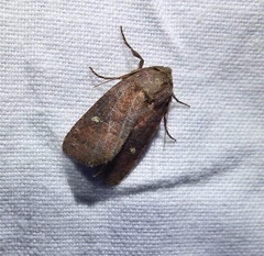 Pseudorthodes
