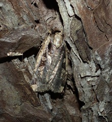 Eueretagrotis sigmoides