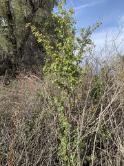 Ribes aureum gracillimum