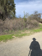 Ribes aureum gracillimum