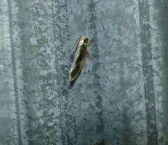 Monopis dorsistrigella