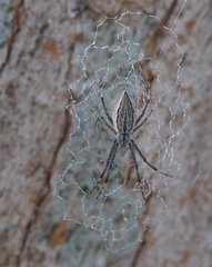 Argiope ocyaloides