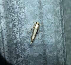 Monopis dorsistrigella