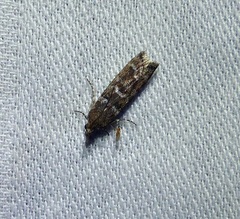 Ortholepis pasadamia