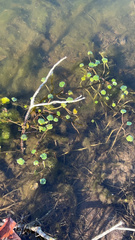 Hydrocotyle ranunculoides