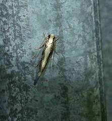 Monopis dorsistrigella