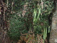 Hymenophyllum minimum