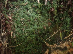 Hymenophyllum minimum