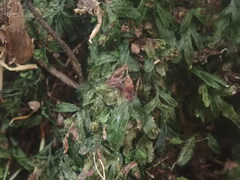 Hymenophyllum minimum