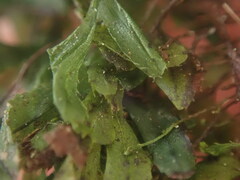 Hymenophyllum minimum