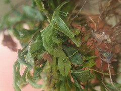 Hymenophyllum minimum