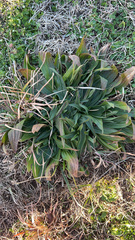 Plantago lanceolata