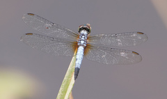 Brachydiplax chalybea