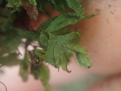Hymenophyllum minimum