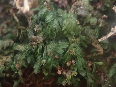 Hymenophyllum minimum