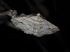 Syneora fractata