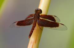 Neurothemis