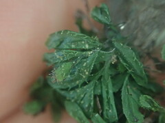 Hymenophyllum minimum