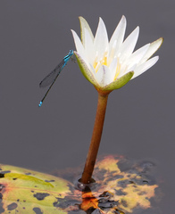 Pseudagrion microcephalum