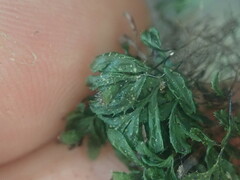 Hymenophyllum minimum