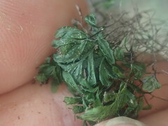 Hymenophyllum minimum