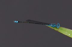 Pseudagrion microcephalum