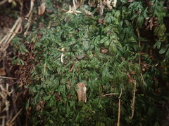 Hymenophyllum minimum