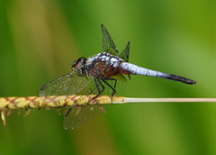 Brachydiplax chalybea