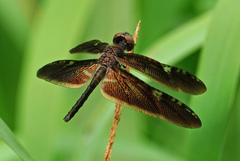 Rhyothemis obsolescens