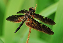 Rhyothemis obsolescens