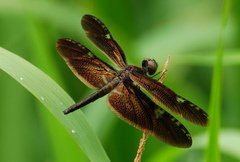 Rhyothemis obsolescens